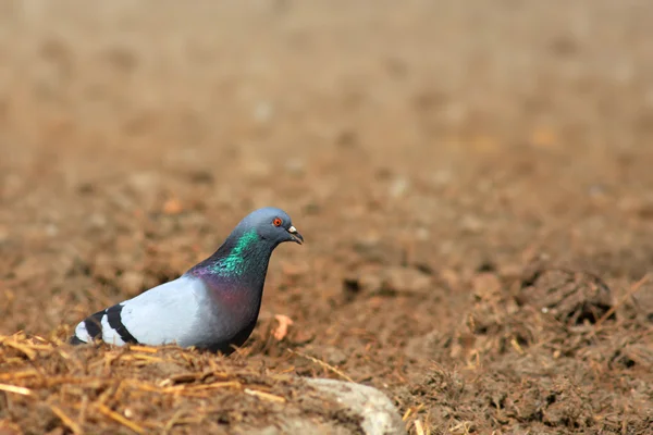 Tauben ernähren sich von Futtergetreide — Stockfoto
