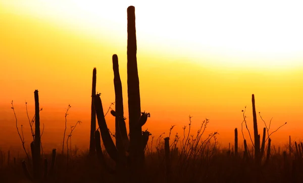 Saguaro Cactus op zonsondergang tijd — Stockfoto