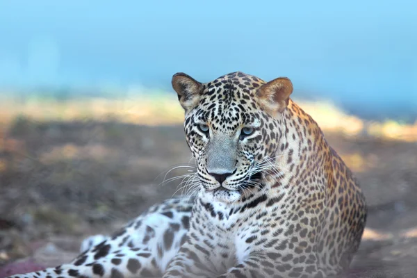 Leopard resting in the safari — Stock Photo, Image