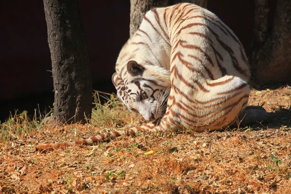 Vit tiger i safari — Stockfoto