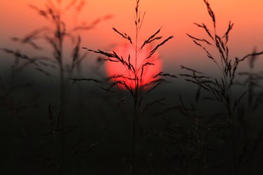 Uzun otların güneş küme karşı