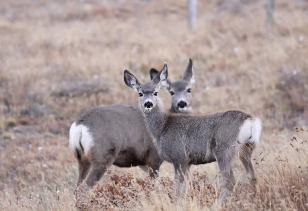 화이트 deers 꼬리 — 스톡 사진
