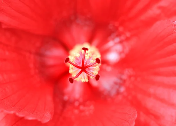 Fleur d'hibiscus rouge — Photo