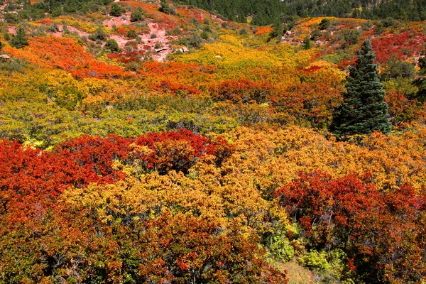 Folhagem de outono em Colorado — Fotografia de Stock