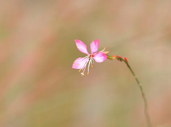 Small pink wild flower — Stock Photo, Image