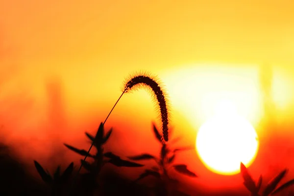 Grama de penas contra o pôr do sol — Fotografia de Stock