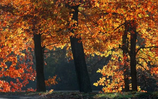 Maple bomen in de herfst tijd — Stockfoto