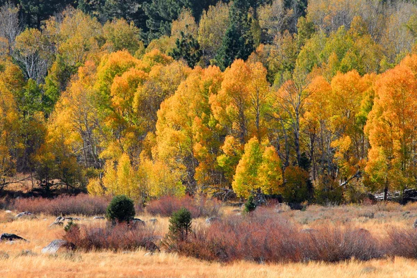 Sonbaharda yapraklar Sierra Dağları'nda — Stok fotoğraf