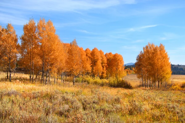 秋天的树木在黄石国家公园 — 图库照片