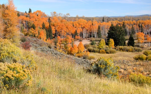 Folhagem de outono em Yellowstone — Fotografia de Stock