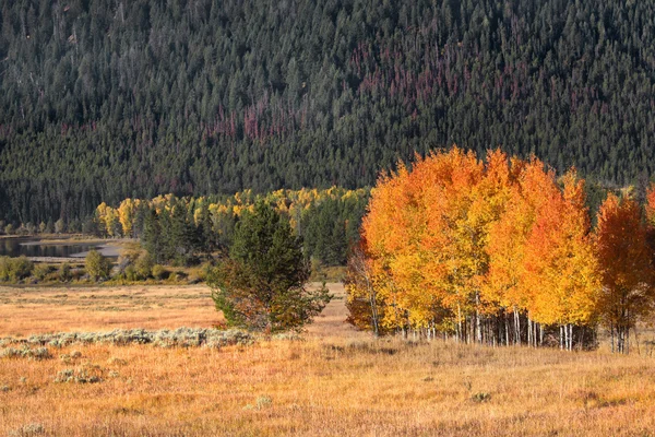 Autumn trees in Yellowstone — Stock Photo, Image