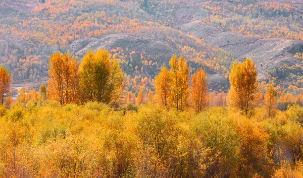 Осінь в Yellowstone — стокове фото