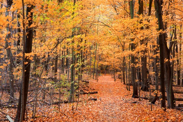 Maple bomen in de herfst tijd — Stockfoto