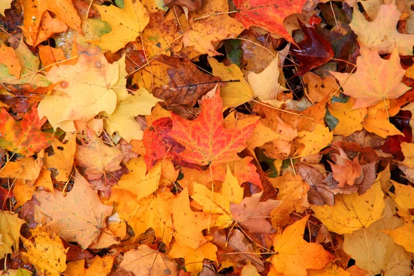 Maple leaves on the ground — Stock Photo, Image