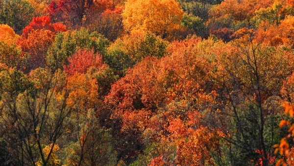 Feuillage d'automne en automne — Photo