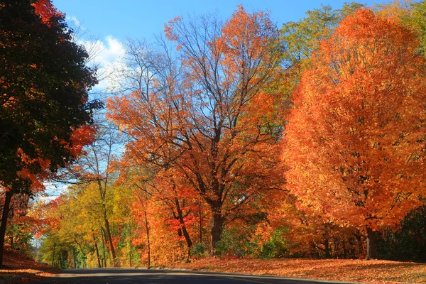 Az őszi fák alá — Stock Fotó