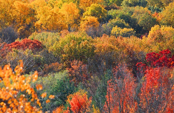 秋天的树木，在西弗吉尼亚州 — 图库照片