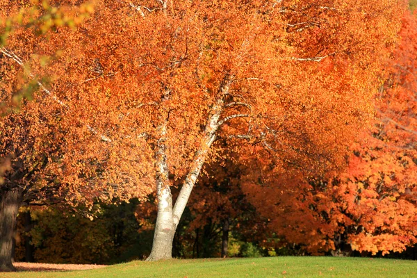 Árbol de otoño brillante —  Fotos de Stock