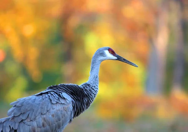 Sandhill grue sur fond de couleur automne — Photo