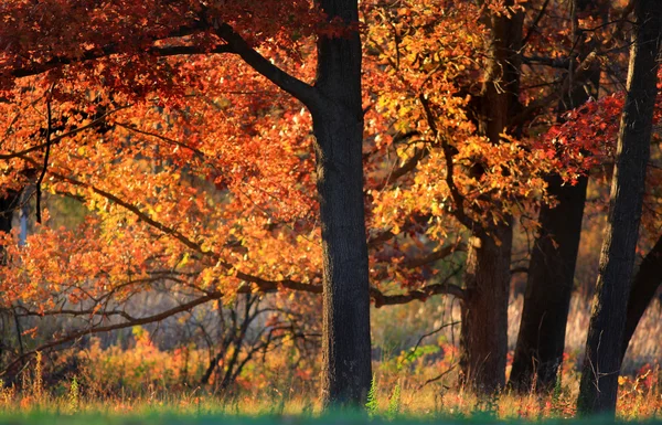 Sonbahar zaman parlak akçaağaç — Stok fotoğraf