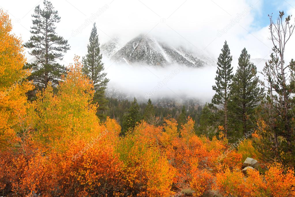 Aspen trees in Sierra Nevada mountains Stock Photo by ©snehitdesign