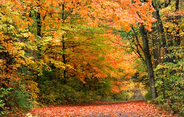 Herfst in landelijke Michigan — Stockfoto