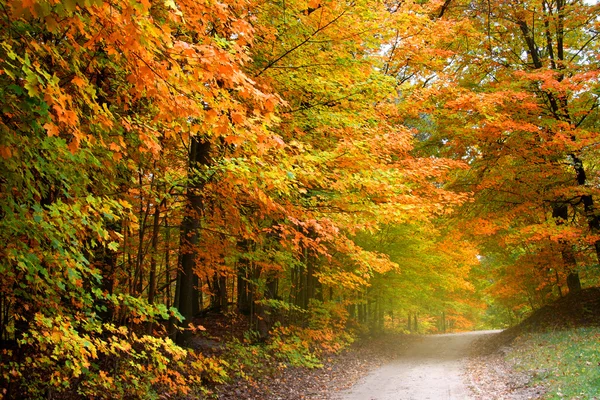 Hermoso callejón en otoño colorido tiempo —  Fotos de Stock