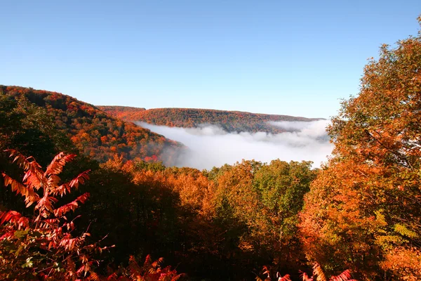 Nuvens na floresta nacional de Allegheny — Fotografia de Stock