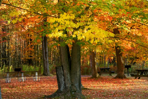 Bright maple trees in Allegheny state park — Stock Photo, Image