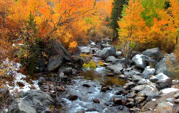 Running water through aspen trees — Stock Photo, Image