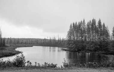 Birçok kozalaklı ağaç tek renkli gölün kenarında.