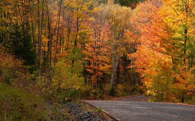 Michigan 'ın üst yarımadasında renkli sonbahar ağaçları