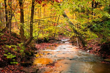 Michigan kırsalında derenin kenarındaki renkli sonbahar ağaçları.