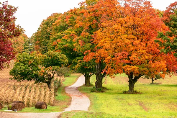 Kleurrijke Herfstbomen Het Veld Het Platteland Van Michigan — Stockfoto
