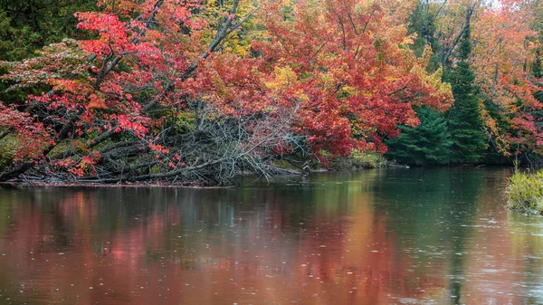 Podzimní Stromy Podél Mrtvé Řeky Horním Michiganském Poloostrově Odrazy Řece — Stock fotografie