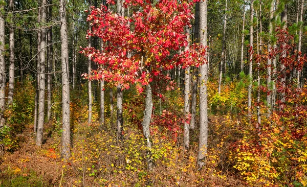 Árvore Bordo Vermelho Brilhante Floresta Coníferas — Fotografia de Stock