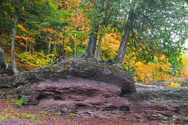 Conifer Trees Rocky Terrain Fall Foliage Michigan Upper Peninsula Wilderness — Stock Photo, Image