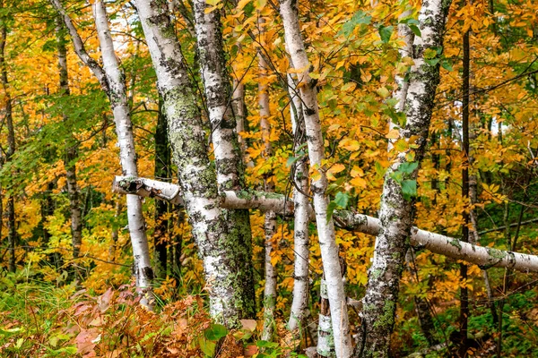 Sok Folyó Nyírfa Őszi Lombozattal Michigan Erdeiben — Stock Fotó