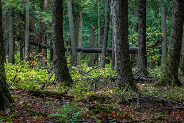 Michigan 'ın üst yarımadasında uzun kozalaklı ağaçlar var..