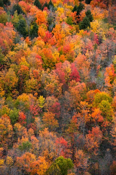 Vista Aérea Árvores Outono Coloridas Pico Cobre Península Superior Michigan — Fotografia de Stock