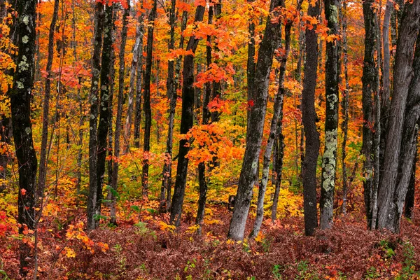 Barevné Javory Podzimním Čase Západní Michigan Horní Poloostrov Divočiny — Stock fotografie