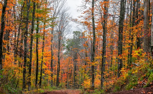 Árvores Bordo Altas Outono Floresta Nacional Rio Negro Michigan — Fotografia de Stock