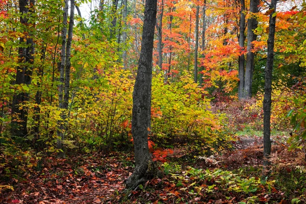 Höga Träd Med Lövverk Skogsområden Belägna Keweenaw Halvön Michigan — Stockfoto