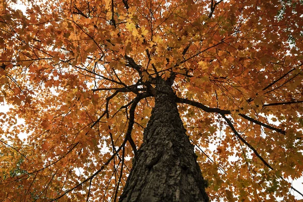 Luminoso Acero Rosso Autunno Vista Dal Basso Dell Albero — Foto Stock