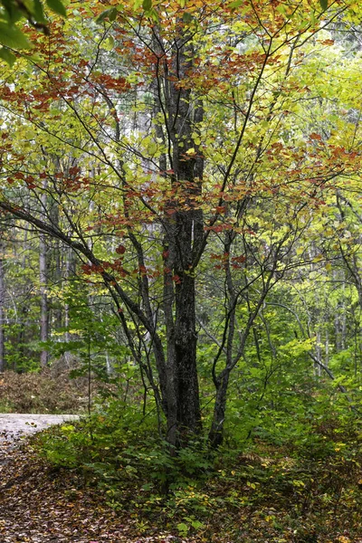 가을에 메이플 나무를 가까이서 — 스톡 사진