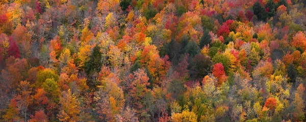 Michigan Daki Black River Ulusal Ormanı Ndaki Renkli Sonbahar Ağaçlarının — Stok fotoğraf