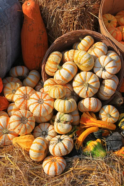 Beaucoup Citrouilles Fraîches Dans Ferme Vente — Photo