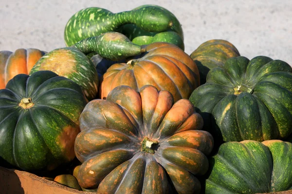 Primer Plano Calabazas Frescas Granja —  Fotos de Stock