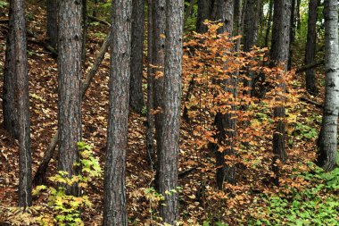 Sonbahar yapraklı uzun kozalaklı ağaçlar.