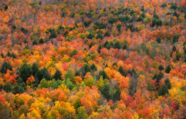 Michigan yarımadasındaki Black River Ulusal Ormanı 'ndaki sonbahar ağaçlarının havadan görünüşü